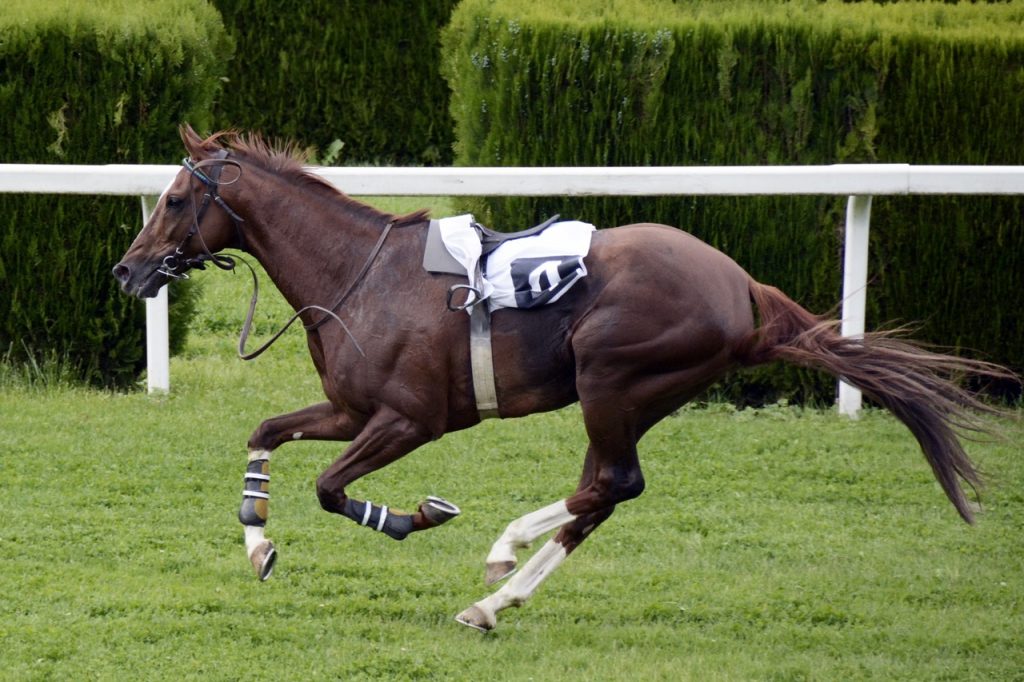 Sport Animal Pasture Horse Rein Mammal 552097 Pxhere.com  1024x682